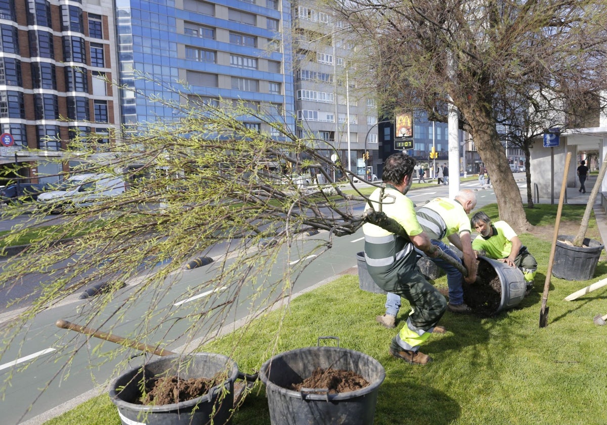 Imagen de los obreros plantando los 'tamarix Gallica'. Se han renovado 6 y en breve, se plantarán otros 17.