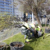 Imagen de los obreros plantando los 'tamarix Gallica'. Se han renovado 6 y en breve, se plantarán otros 17.