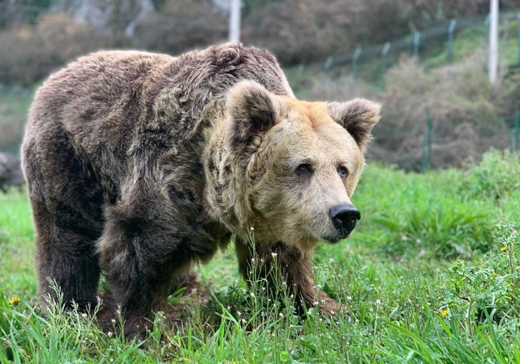 Foto: la osa Paca, en el cercado de Santo Adriano (Proaza); vídeo: la vida de paca y Tola, en imágenes.