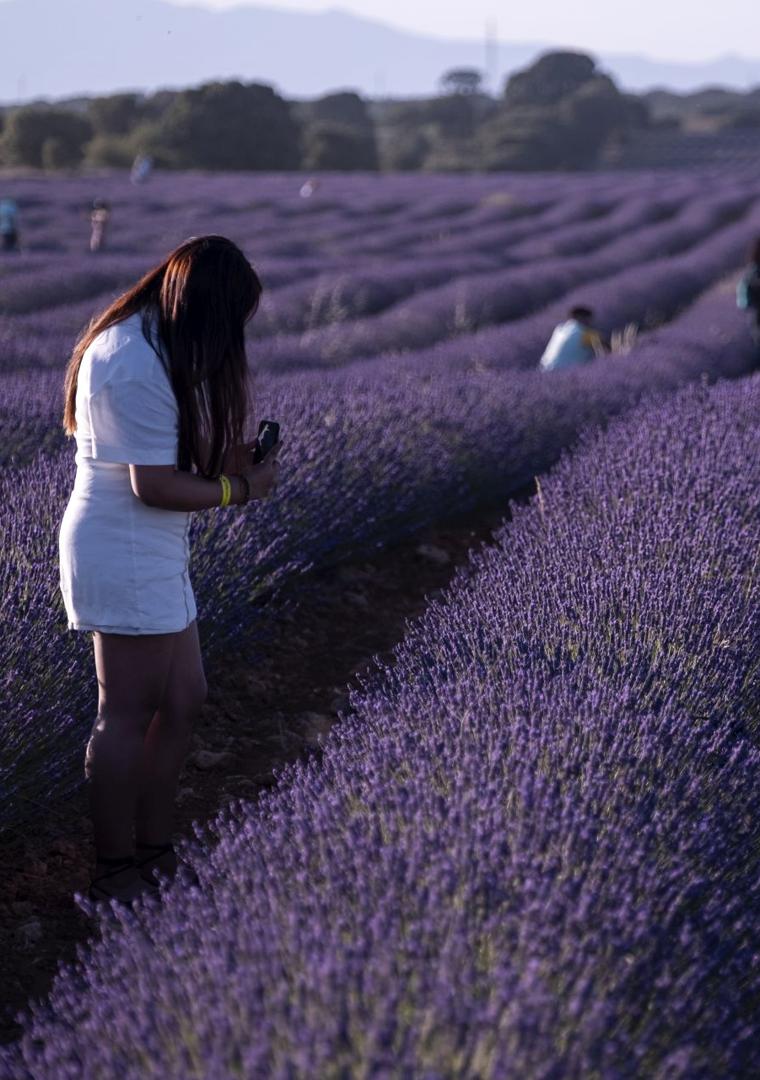 Imagen - Campo de lavanda en Brihuega.