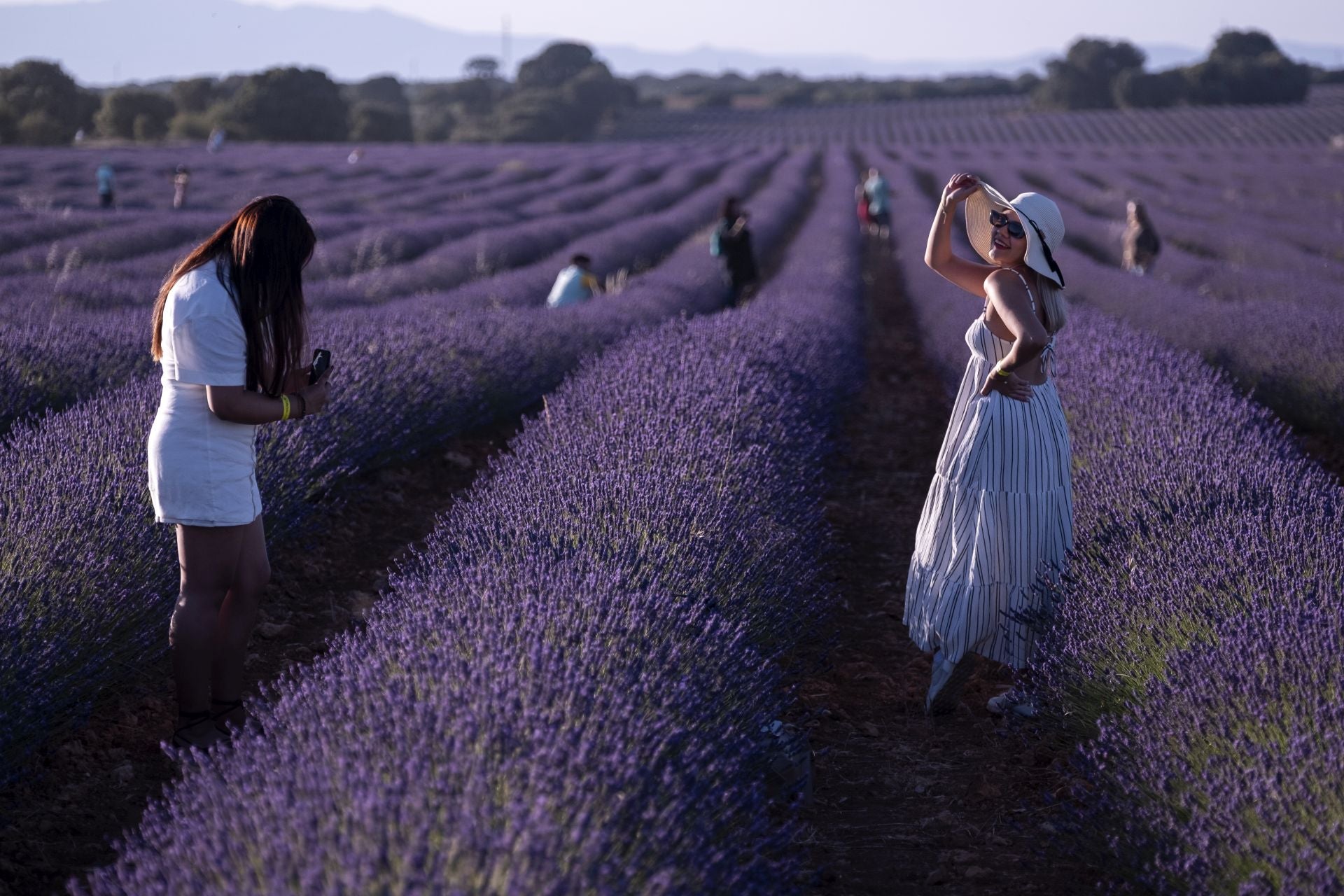 Imagen - Campo de lavanda en Brihuega.