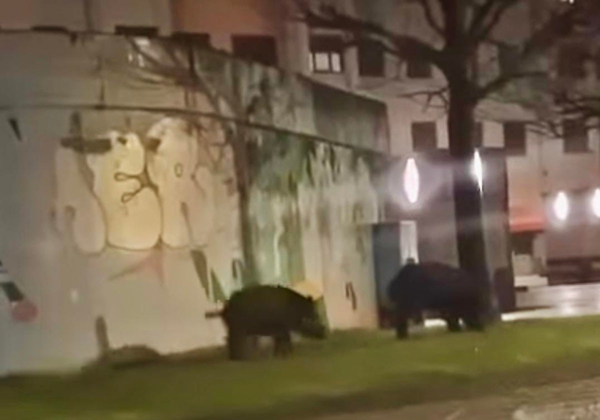 Los jabalíes bajan a cenar a Langreo Centro