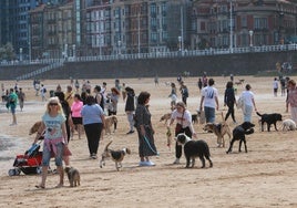 Los perros se despiden de la playa de San Lorenzo, en Gijón.