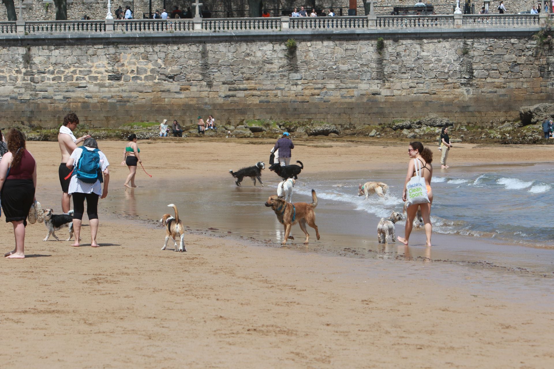 Fotos: Último día de perros en la arena en la playa de San Lorenzo