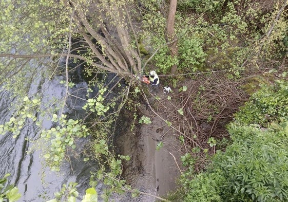 Trabajos de conservación en el Río Narcea llevadas a cabo en las inmediaciones de Tebongo, en Cangas del Narcea.