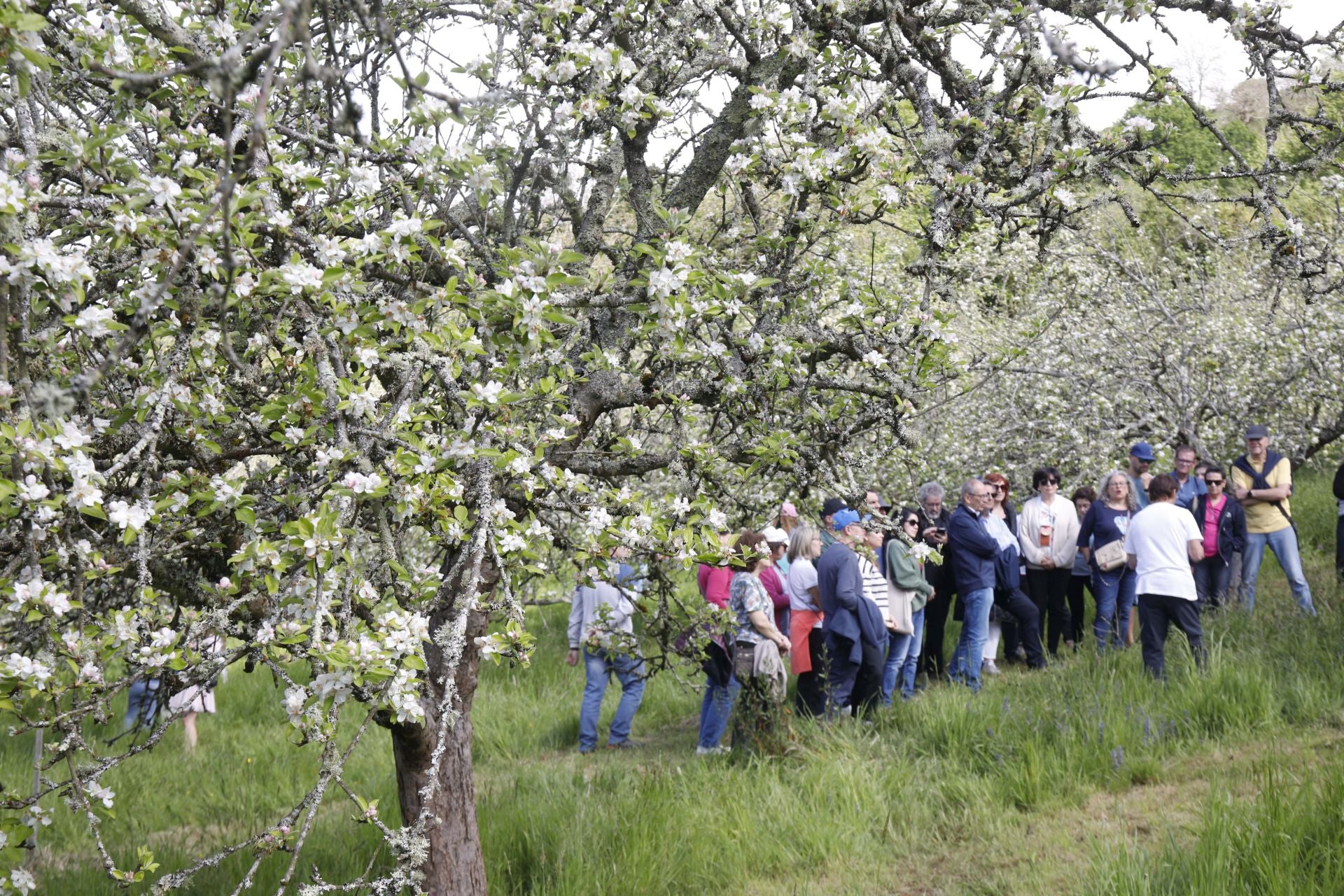 Visita guiada para conocer de cerca la floración de los manzanos en Sariego