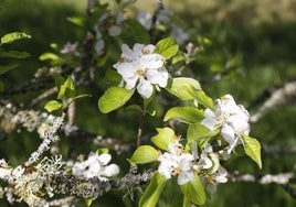 Visita guiada para conocer de cerca la floración de los manzanos en Sariego