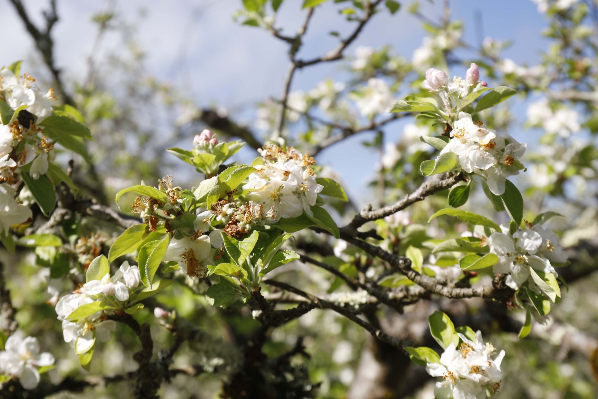 Visita guiada para conocer de cerca la floración de los manzanos en Sariego