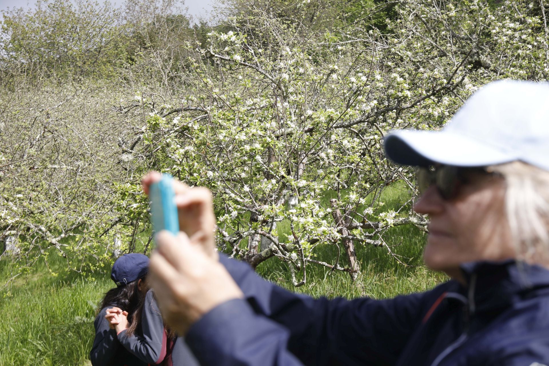 Visita guiada para conocer de cerca la floración de los manzanos en Sariego