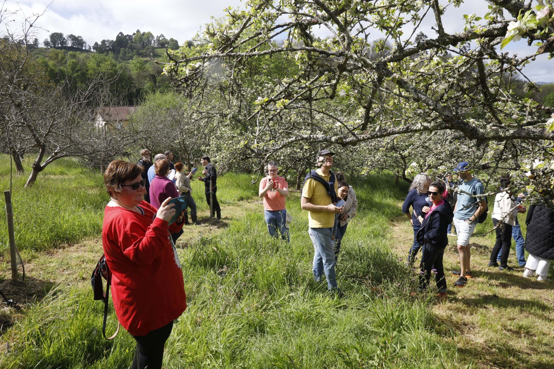 Visita guiada para conocer de cerca la floración de los manzanos en Sariego