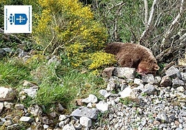 Oso muerto que fue hallado hoy en la Peñona de Jalón, en Cangas del Narcea.