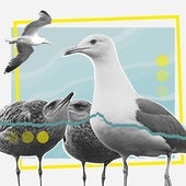 ¿Por qué preocupa la cantidad de gaviotas en Asturias?