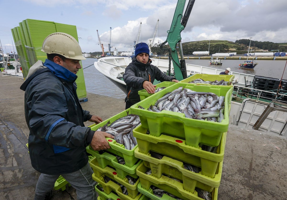 La costera de la xarda arranca en Avilés con una caída de captura y un ligero aumento del precio