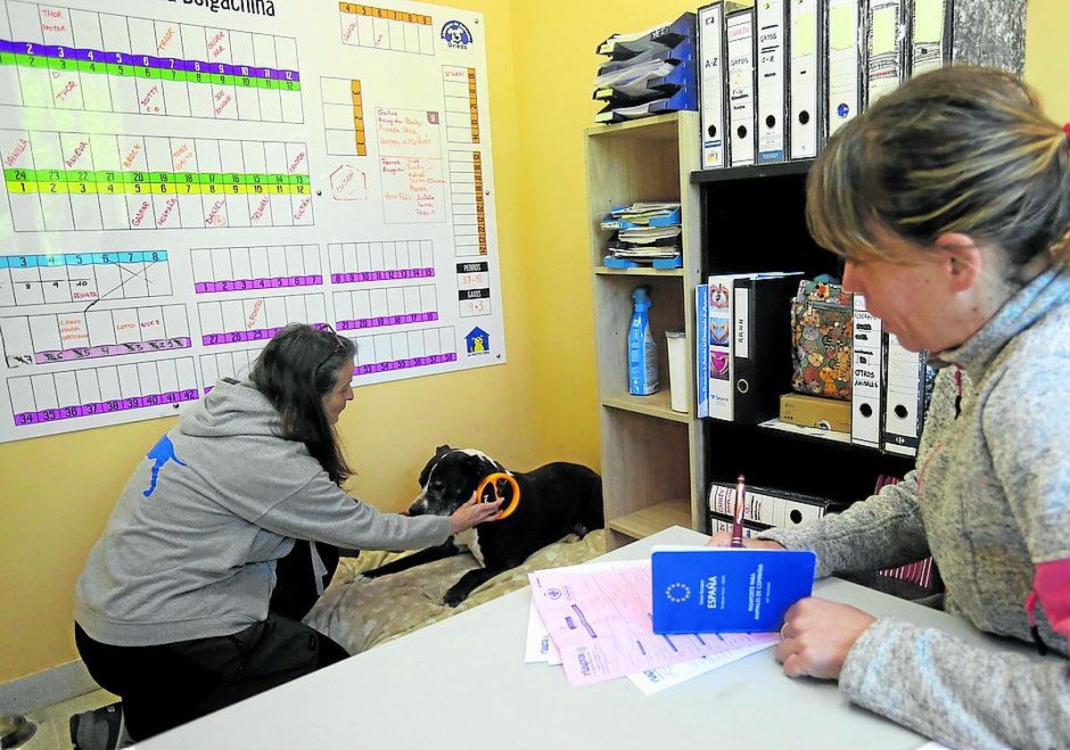 Imagen principal - El Albergue de Animales de Oviedo formaliza 72 adopciones en lo que va de año y busca voluntarios formados