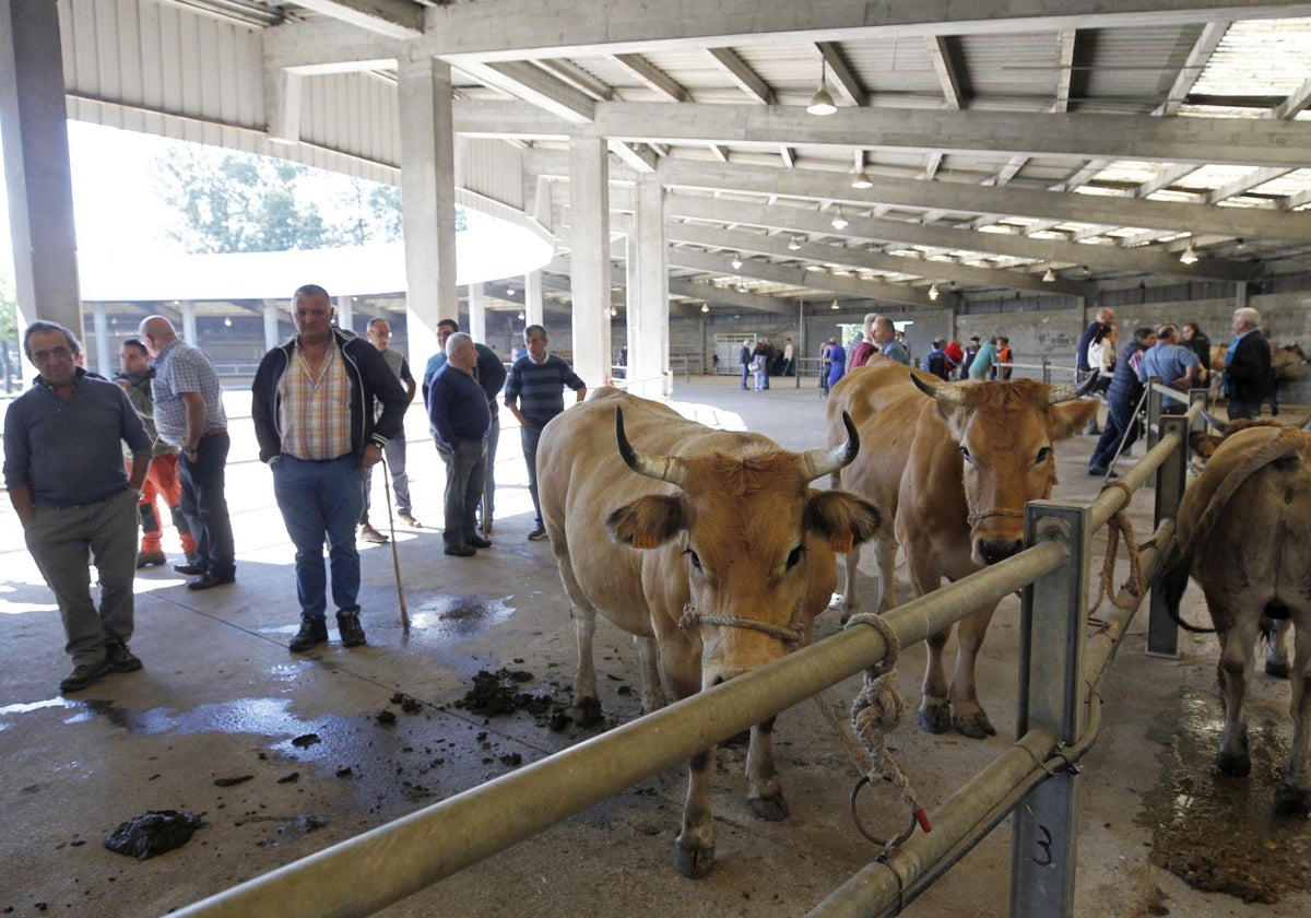 Más de 200 vacas participarán en el Concurso de Ganado Local de Grado