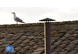 La gaviota junto a la chimena de San Pedro durante la celebración del cónclave.