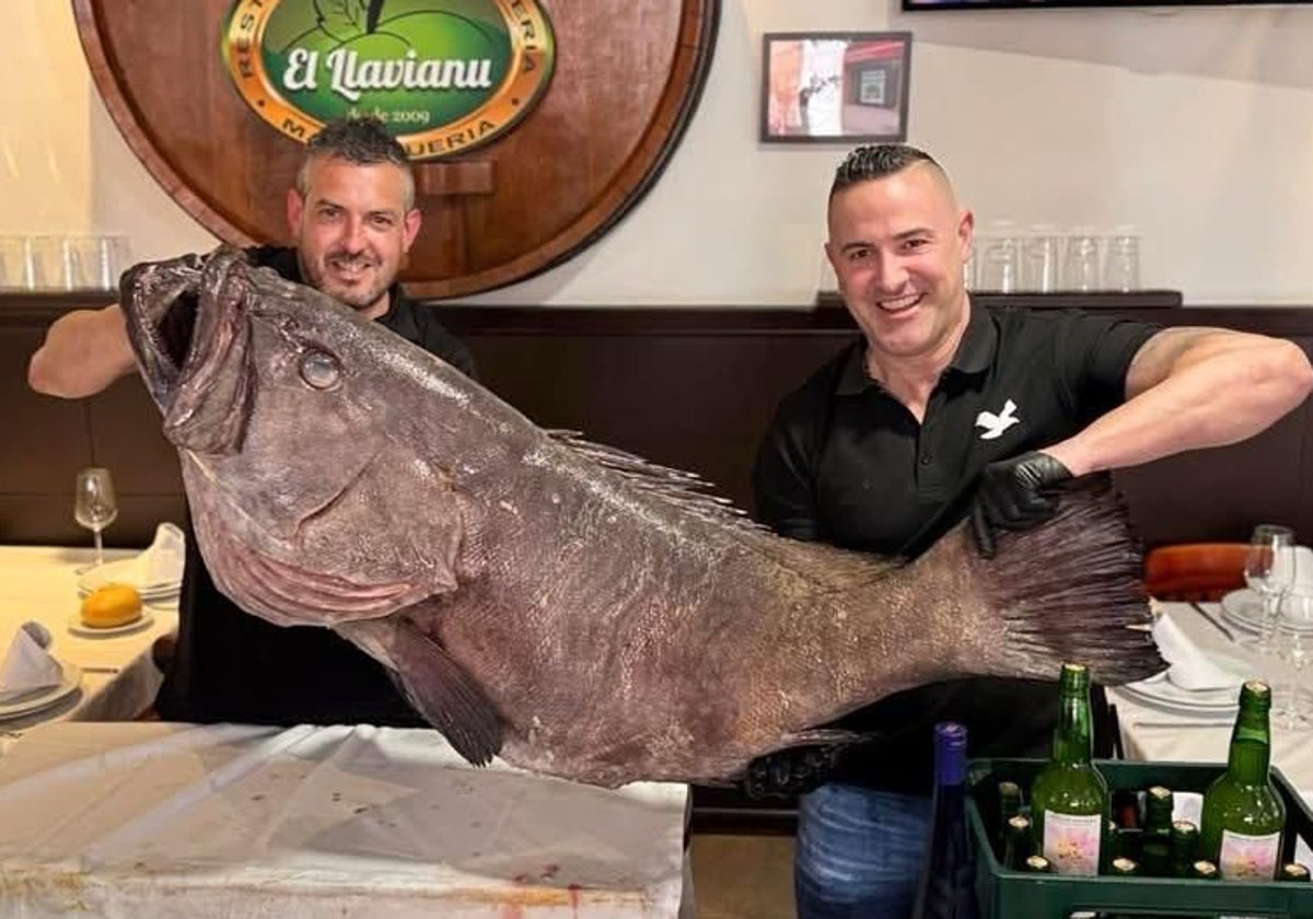 Espectacular mero de 55 kilos en la sidrería El Llavianu, en Gijón