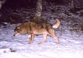 Imagen de un lobo captada por una de las cámaras instaladas por el FAPAS en un bosque de Asturias.