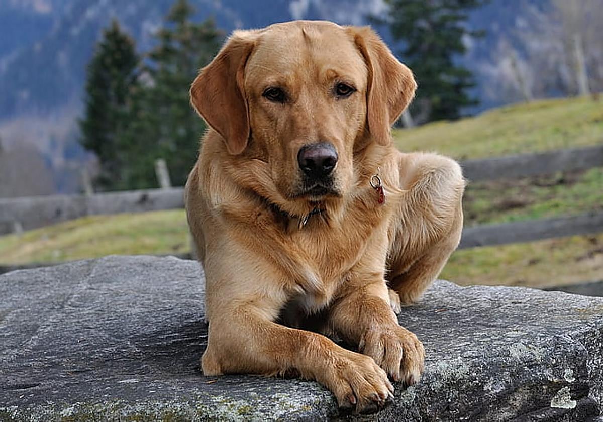 En memoria de Max