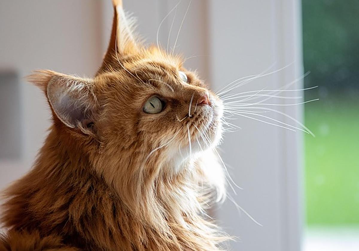 Nunca te olvidaremos 'Magnum'