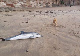 Un delfín listado apareció muerto en el arenal, completo, y sin heridas visibles