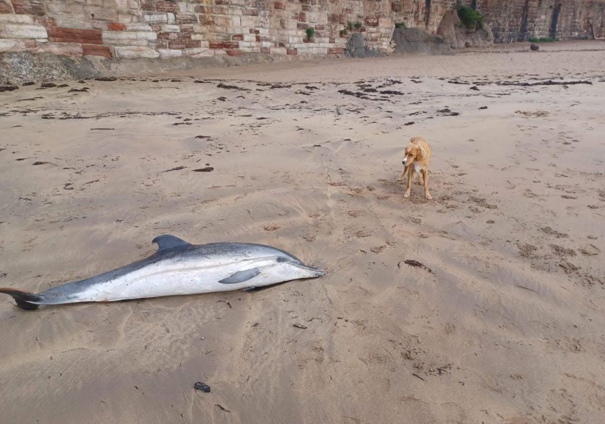 Aparece un delfín muerto en la playa de Palmera de Candás