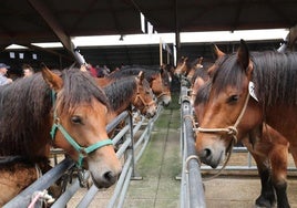 Una edición pasada del concurso regional de ganado equino celebrado en Pola de Siero.