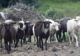 El Principado destina 1,8 millones a la conservación de las razas autóctonas