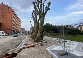 La curva en la nueva acera de Celleruelo, un cambio de última de hora para indultar a los árboles.
