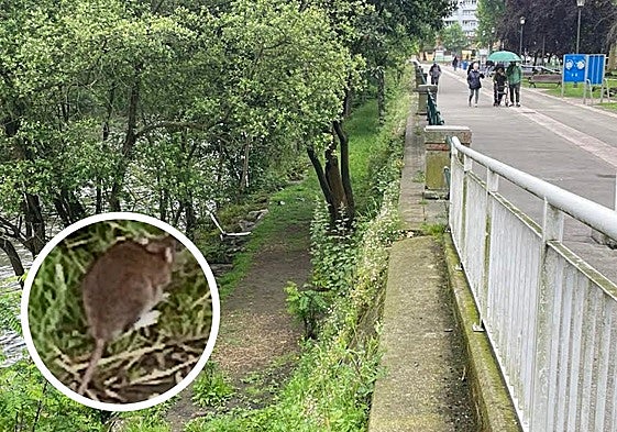 Lugar del paseo donde la proliferación de ratas es mayor.