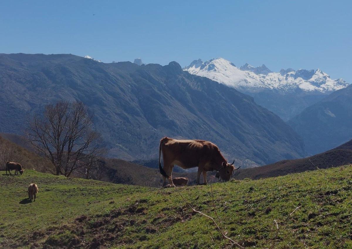 Imagen secundaria 1 - Pueblo de Mier, entre montes y bosques, atravesado por el río Cares/ vistas a los Picos de Europa/ población de Bores. 
