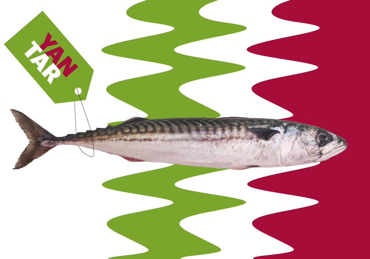 El pescado cambia en entretiempo: cómo influye el desove en su textura, sabor y color