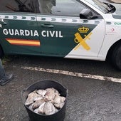 Los peces incautados por la Guardia Civil.