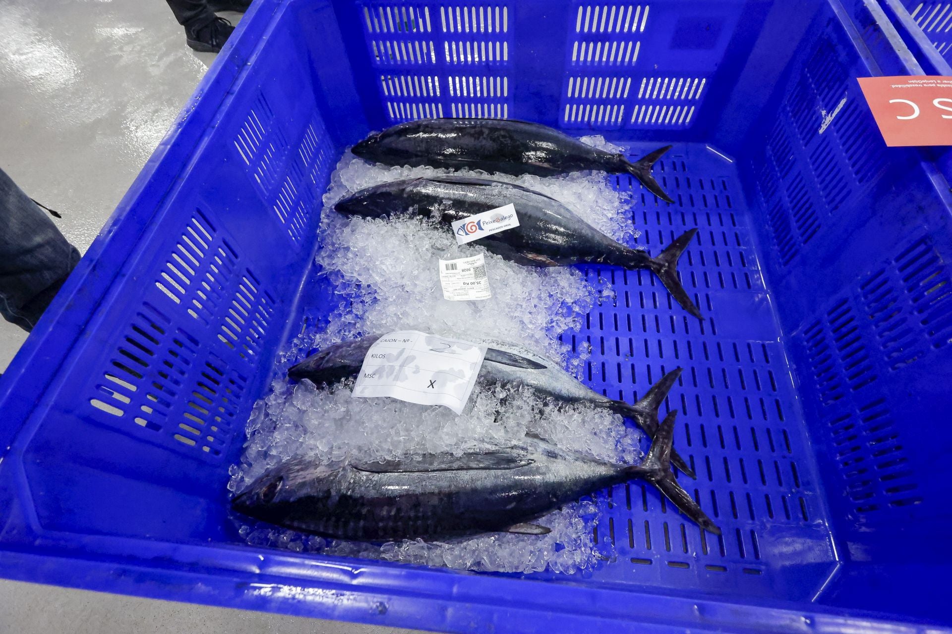 El primer bonito de Gijón, a 53,80 euros el kilo