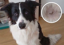 'Rocky', atacado en el 'solarón'.