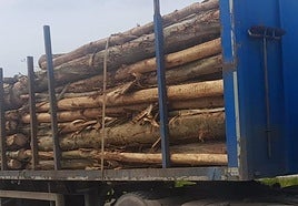 Uno de los camiones multados, que carecía de cinta de amarre pese a transportar troncos de madera.