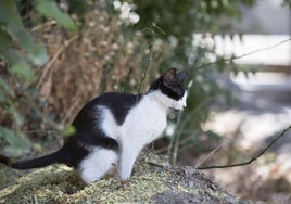 Un gato, cuya población ha aumentado en Grado.