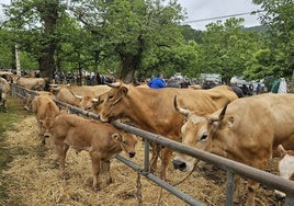 Un grupo de vacas exhibidas en la Feriona de Corao, la semana pasada en Cangas de Onís.
