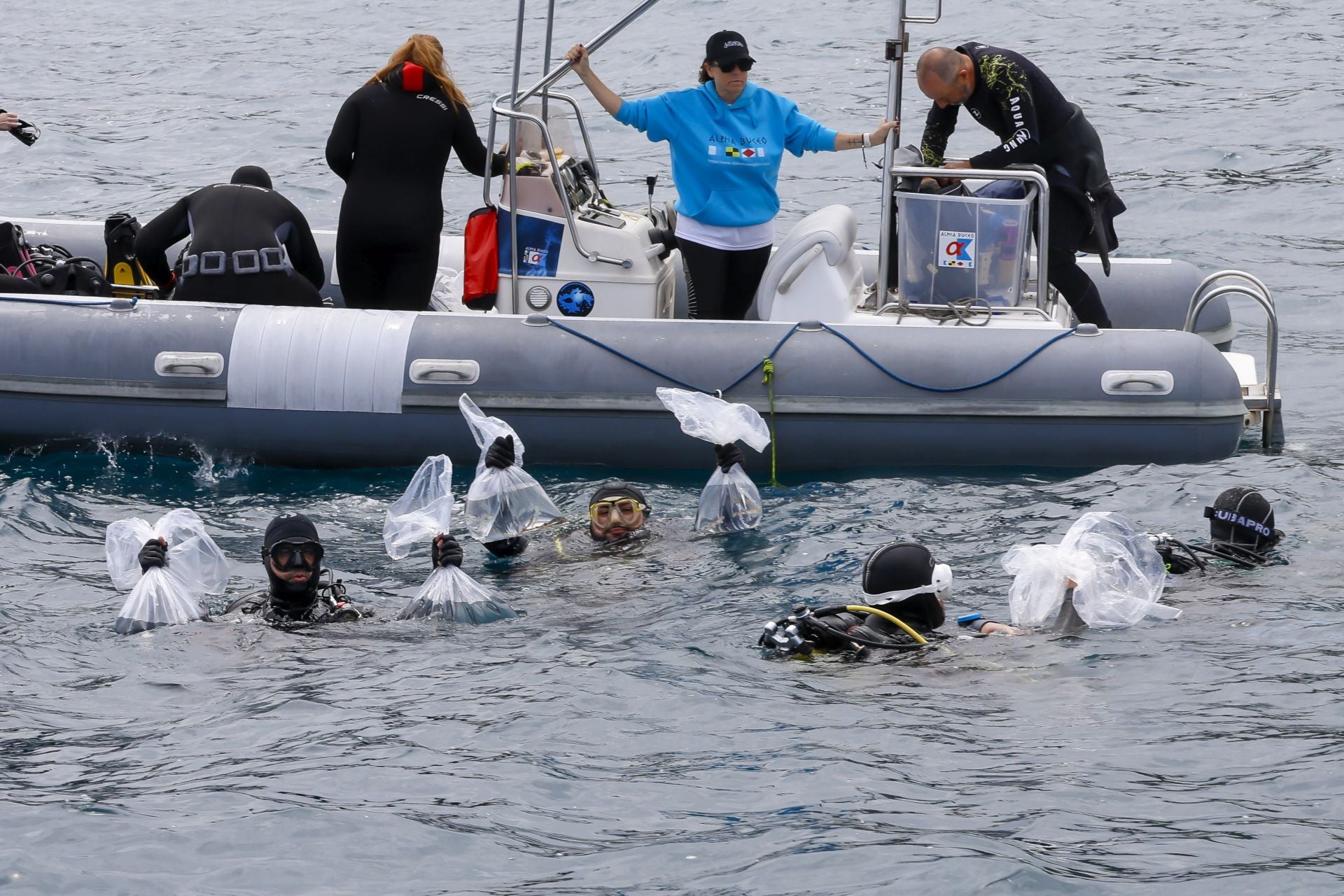 Suelta de 50 crías de tiburón pintarroja al mar en Gijón