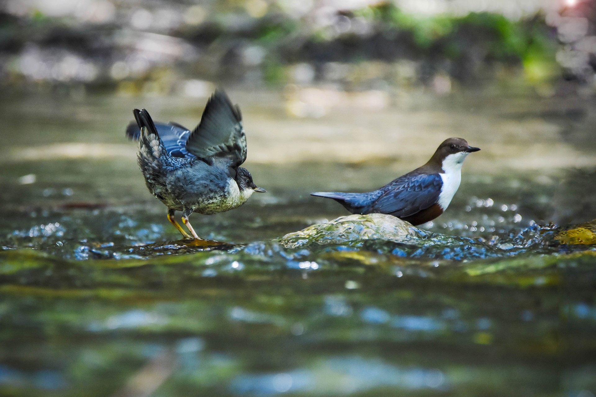Mirlos acuáticos (un pollo y un adulto) dandose un refrescante baño: otra de las muchas especies que se conocerán más de cerca durante los dos próximos domingos.