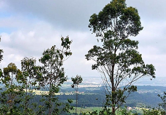 Vistas hacia la zona de Avilés desde los altos cercanos al pico Prieto. Aunque lo que más resalta de esta ruta no son sus vistas sino su tranquilidad y su trazado sencillo, perfecto para una jornada senderista tranquila y/o en familia.