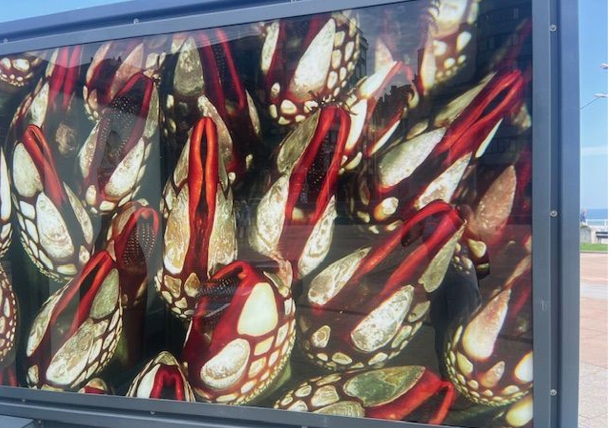 Imagen principal - Varias fotografías de National Geographic representando el color rojo en la exposición del Naútico.