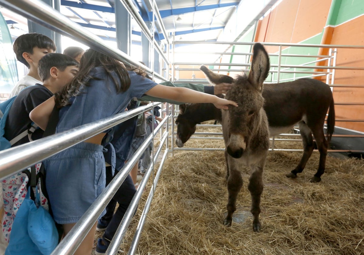Alumnado del colegio García Lorca de Gijón, acariciando a un burro.