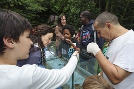 Los anfibios rescatados de la piscina.