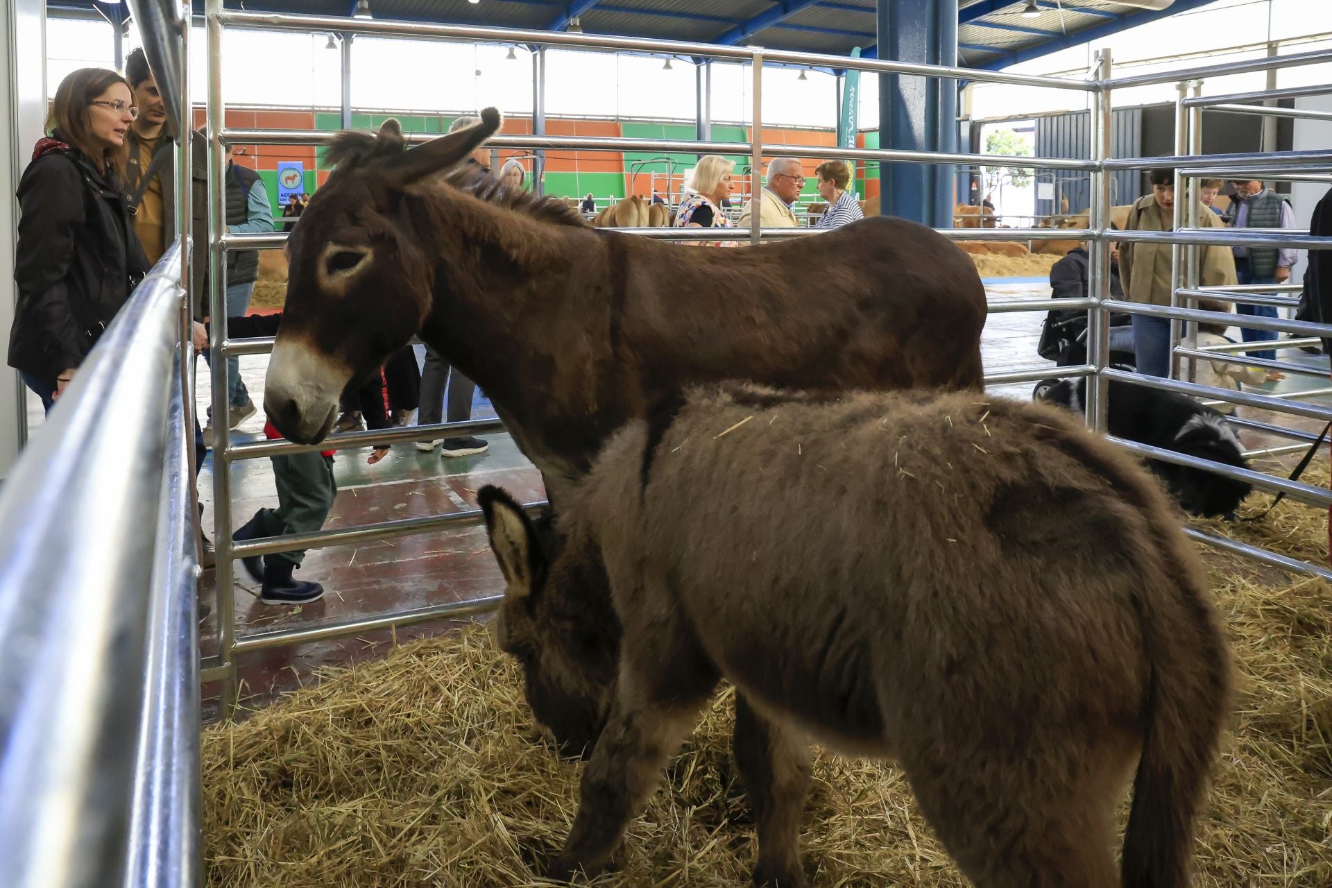 Fotos: Feria de San Antonio en Gijón