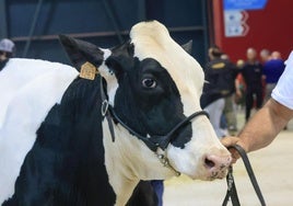 Fotos: Feria de San Antonio en Gijón