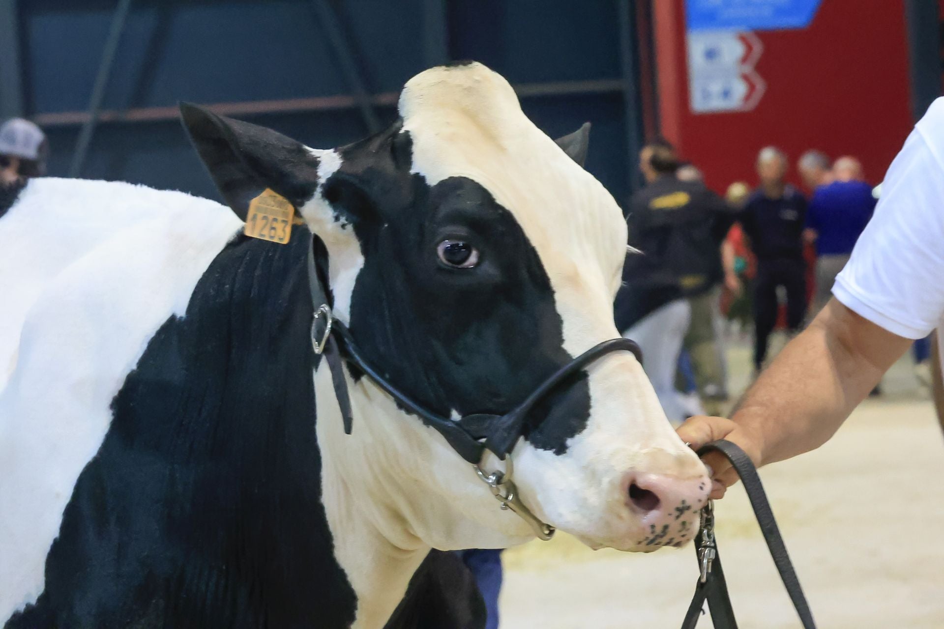 Fotos: Feria de San Antonio en Gijón