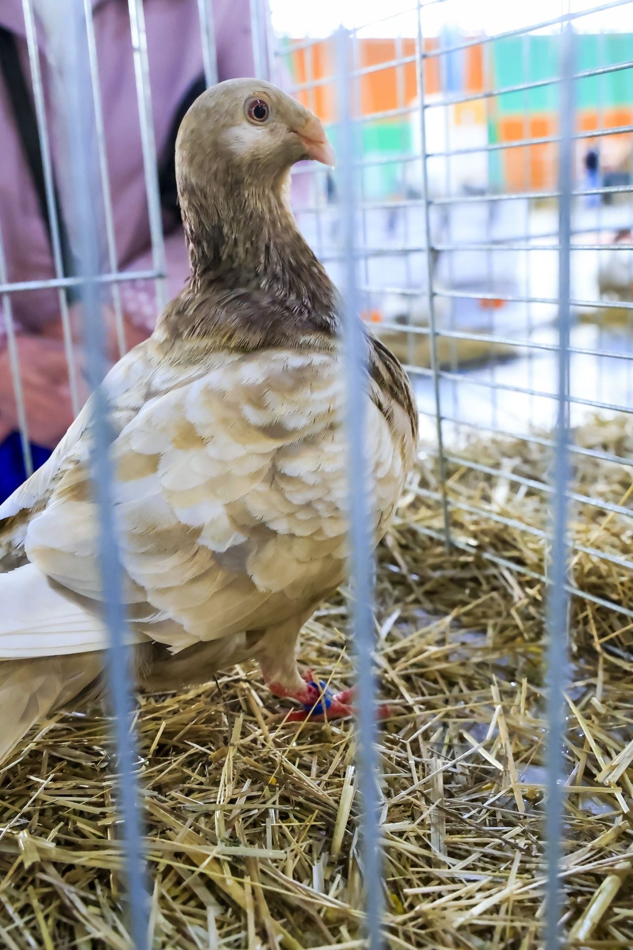 Fotos: Feria de San Antonio en Gijón