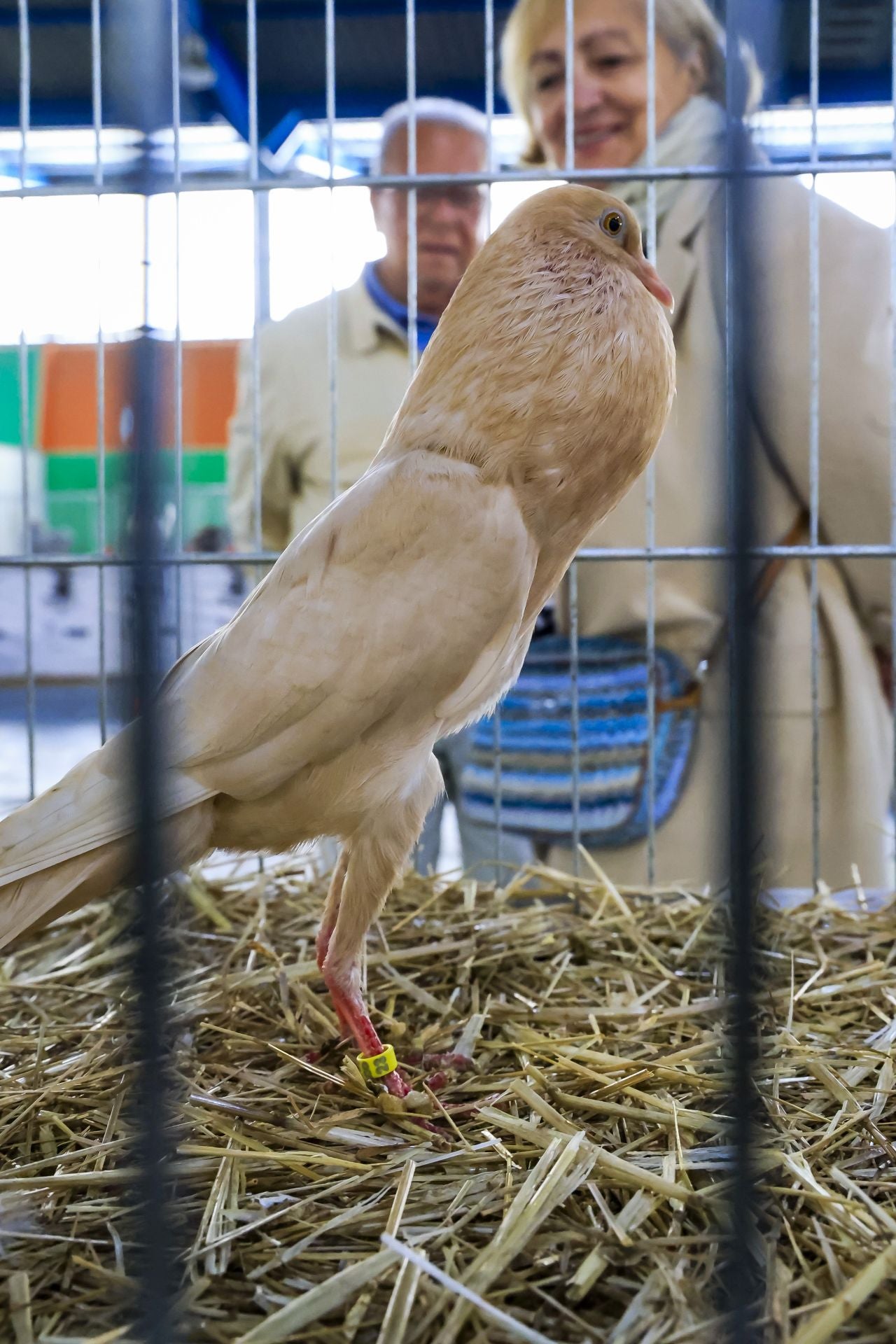 Fotos: Feria de San Antonio en Gijón