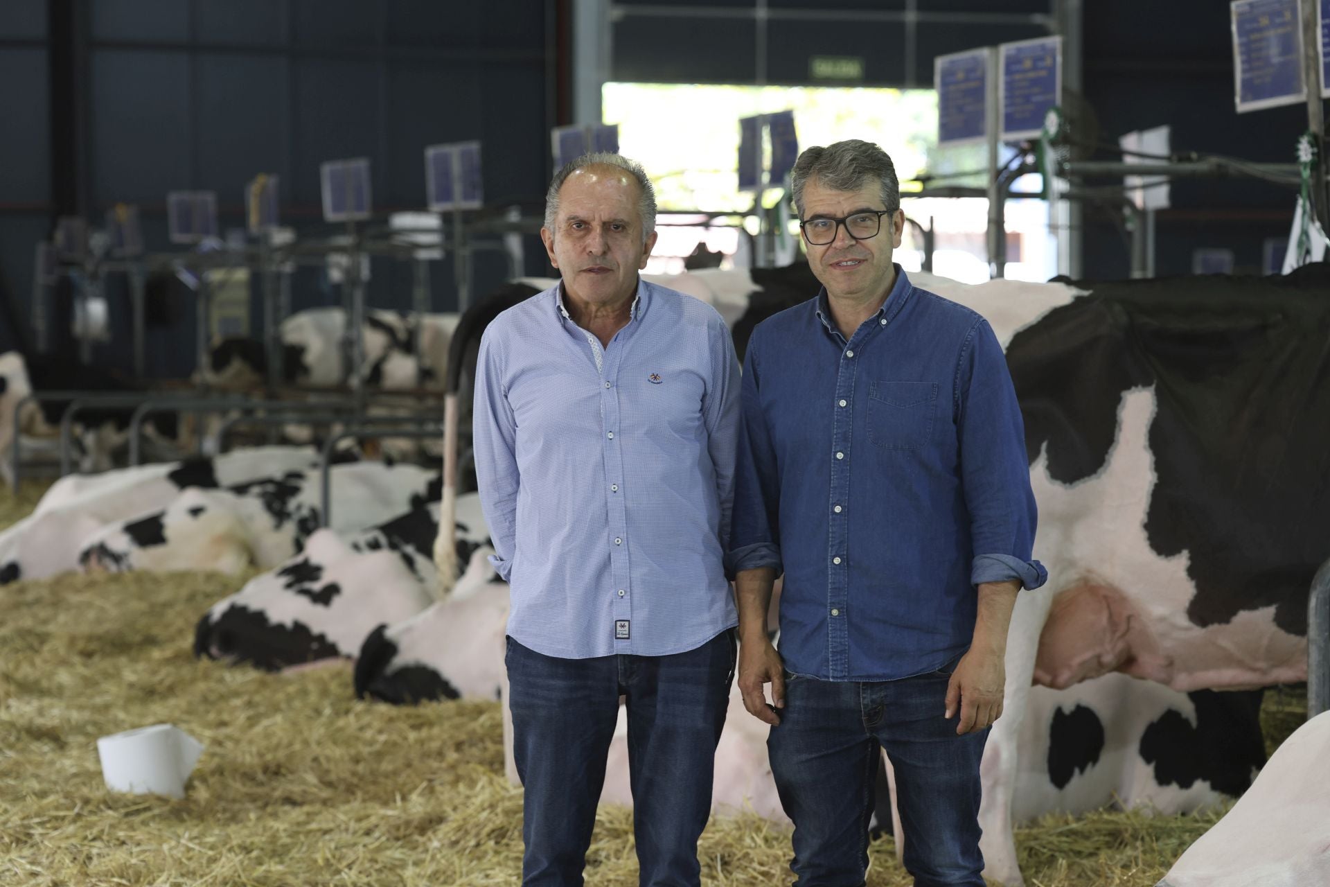 Concurso de manejadores en la Feria de San Antonio en Gijón, en imágenes